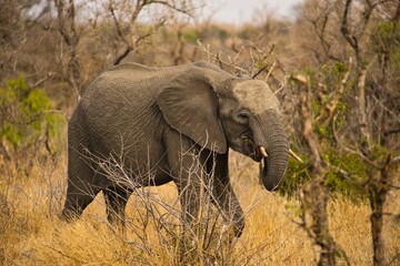 Fototapeta premium Elephants with their young in Kruger National Park, South Africa 