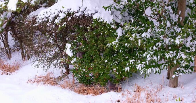 Oriental Turtle Doves Feeding on Berries in Snowy Winter Forest