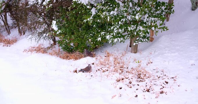Two Oriental Turtle Doves in Winter Forest, One Feeding on Berries and One Resting in Snow