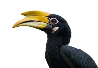 Obraz premium Oriental pied hornbill's profile showcasing its distinctive yellow beak and black plumage against a white background.