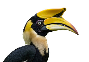 Fototapeta premium Vibrant hornbill portrait, tropical bird with distinctive yellow casque and beak