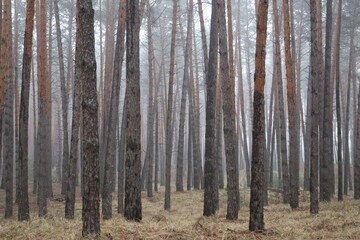 Obraz premium Wide view of pine forest covered with fog. Misty woodland landscape with repeating trunks and quiet atmosphere.