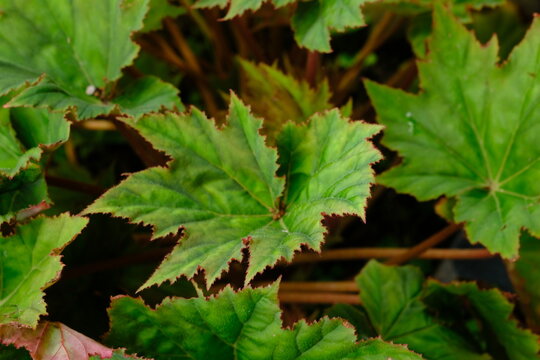 Begonia palmata is a species of plant in the genus Begonia of the family Begoniaceae.