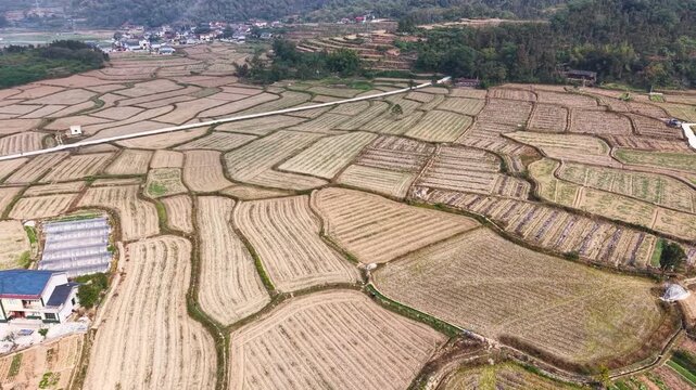 Harvested Rice Fields Winter Farmland Aerial