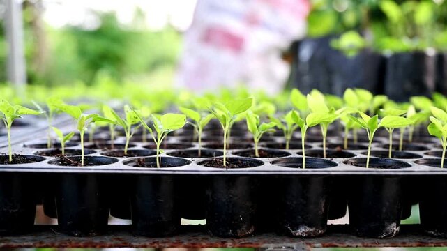 Cultivation row of chilli sprout growing in tray