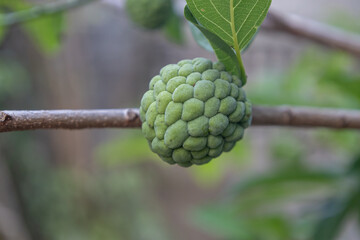 Green pinha fruit growing on branch with leaves, selective focus