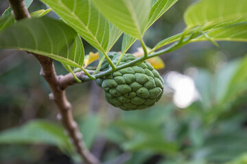 Green pinha fruit growing on branch with leaves, selective focus