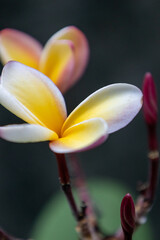 Flor de mayo flower in soft natural light with selective focus and blurred green background.