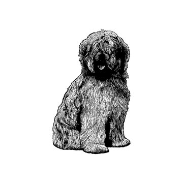 Hand drawn Catalan Sheepdog illustration in detailed black and white line art style. Vintage engraved dog artwork isolated on white background, suitable for logo, tattoo, print, poster, etc.