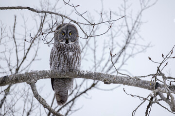 Magnificent great gray owl Strix nebulosa perched on a sturdy deciduous branch on a cold February day in central Ontario Canada