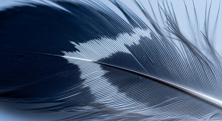 A close-up view of a beautiful black and white feather