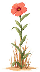 red flower isolated on white