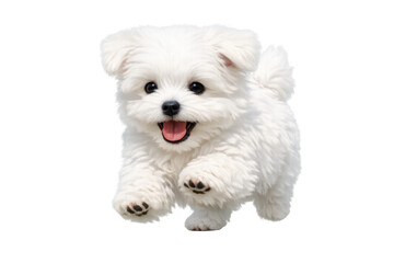 Obraz premium Cute maltese puppy running with happy face, white fluffy dog playing, cutout on transparent background