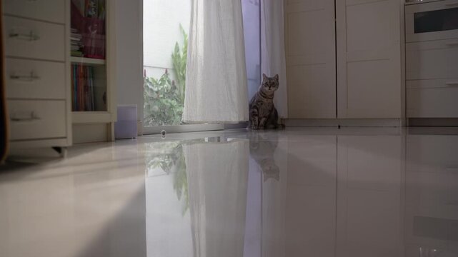 Chubby grey tabby cat stretching neck with curiosity by sunny window, then pouncing and rolling over while playing with a ball in a bright airy living room.