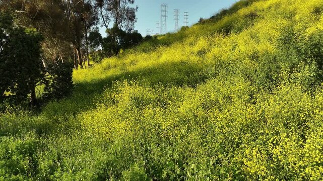 Los Angeles Kenneth Hahn Park Mustard Flowers Dolly Forward Slow
