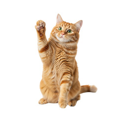 cat on white background