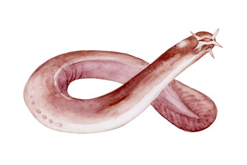 ヌタウナギ　深海生物　水彩 イラスト