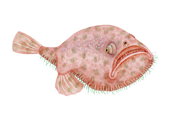 ミドリフサアンコウ アンコウ　深海魚 深海生物　水彩 イラスト