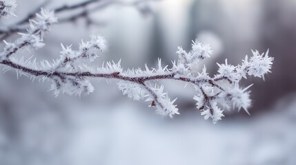 Obraz premium Ice crystals form on a branch in a winter landscape during a cold day
