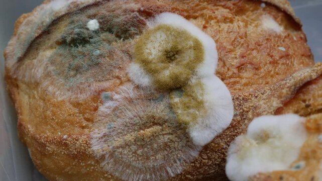 Extreme closeup of fuzzy white and green mold growing on old stale bread crust texture detail macro