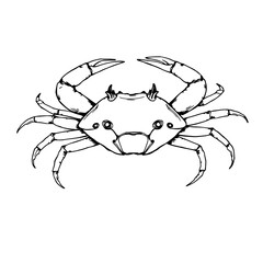 Fototapeta premium Hand-drawn scientific illustration of a horseshoe crab for marine biology studies, antique etching style with white background.
