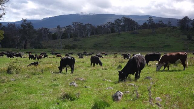 Australian wagyu cows grazing in a field on pasture. close up of a black angus cow eating grass in a paddock in springtime in australia