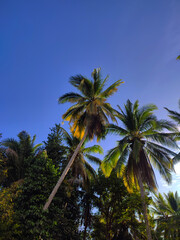 Golden Sunlight Through Towering Palm Trees