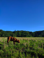 Young Calf Grazing Under the Wide Blue Sky