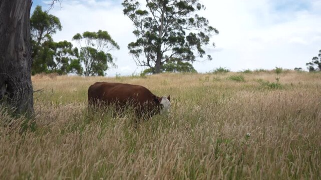 Close up of a red cow grazing on pasture in a field on a farm with the sun setting below