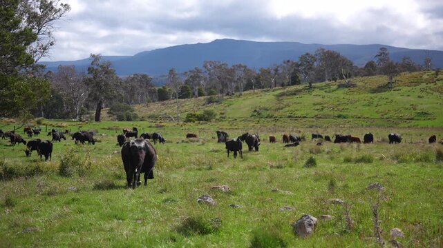 Australian wagyu cows grazing in a field on pasture. close up of a black angus cow eating grass in a paddock in springtime in australia