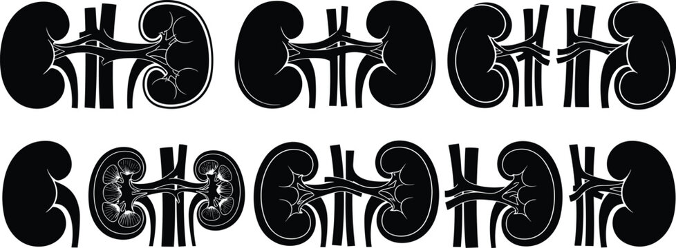 Black vector silhouette icon set of human kidneys for concepts of nephrology urology internal medicine organ donation health and branding