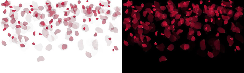 red petals falling rose floral border isolated png