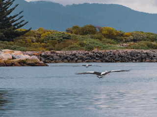 Naklejka premium Visitors explore pier, coastal streets, and observe waterbirds at Bermagui Fishermen's Wharf, NSW, Australia, September 26, 2022