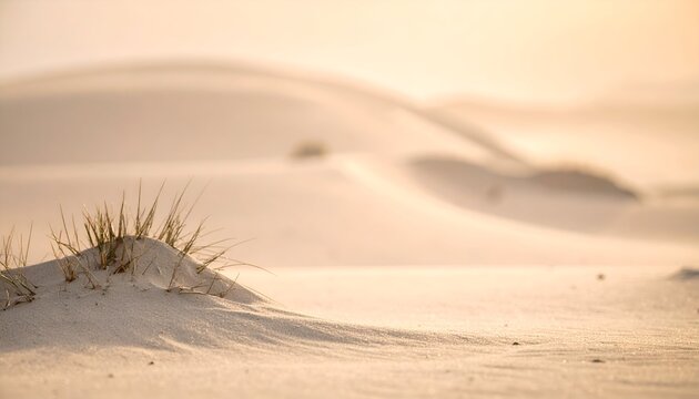 Sandy desert landscape at dawn with dunes and a tuft of green grass