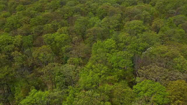 Aerial drone view of treetops in green forest in Spring