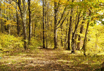 Obraz premium A fairy-tale autumn forest in all its colors, dressed in lush yellow foliage during the seasonal period in the foothill area