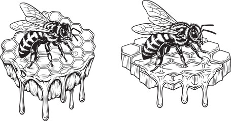 Honey Bee Sitting on Honeycomb Vintage Engraving. 
