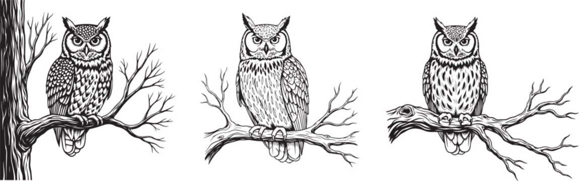 Hand Drawn Owl Sitting on Tree Branch Vintage Engraving Style. Majestic owl perching on a branch in elegant black and white design,
