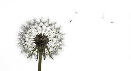 Delicate dandelion fluff seeds gently drifting in air against a clean bright high key white background. AI Generated