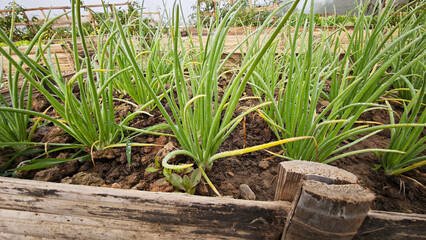 Obraz premium Spring onion growing in the garden bed