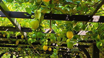 Lemons fruit in the garden	
