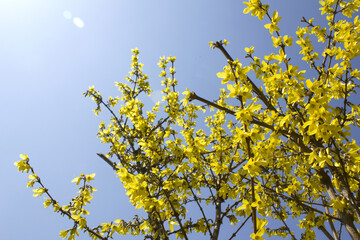 Obraz premium Forsythia(Golden bell flowers) in blue sky background.