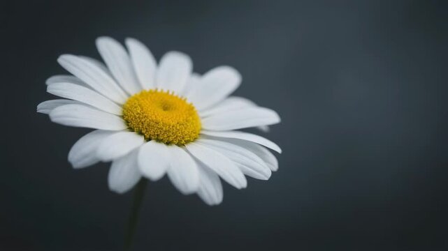 Close up of a beautiful white daisy flower with yellow center on dark blurred background nature macro