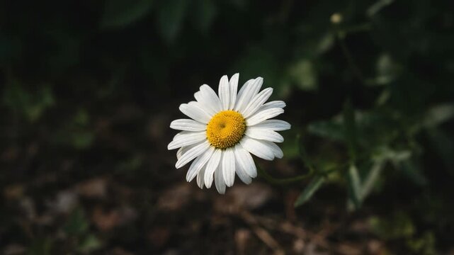 Close up of a blooming white daisy flower with yellow center in natural garden setting