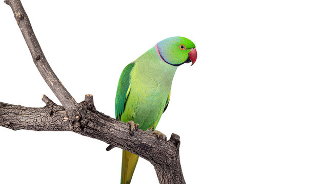 Green parrot perched on a dry branch looking down with yellow tail feathers visible in the frame pure white background cutout
