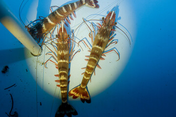 Black Tiger Shrimp Broodstock (Penaeus monodon) in Aquaculture Hatchery © Bastera rusdi