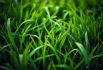 Obraz premium Lush vibrant green grass texture, perfect natural organic background with soft focus and ample copy space for design projects, plant, natural light