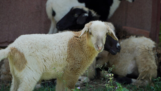 White Goat Standing on Grass Field &ndash; Livestock Farming, Rural Agriculture, Sustainable Meat Production and Farm Animal Concept