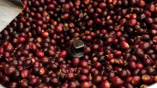 Wet Processing involves washing the coffee beans of fruity material while the beans are still moist right after they are picked.