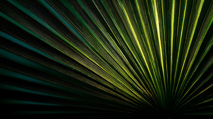 Obraz premium Close up of backlit palm leaf veins in dark green and yellow
